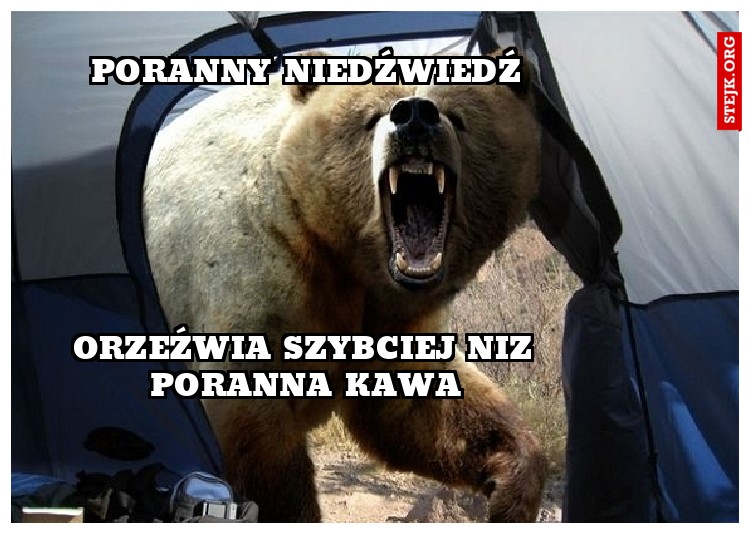 poranny niedźwiedź