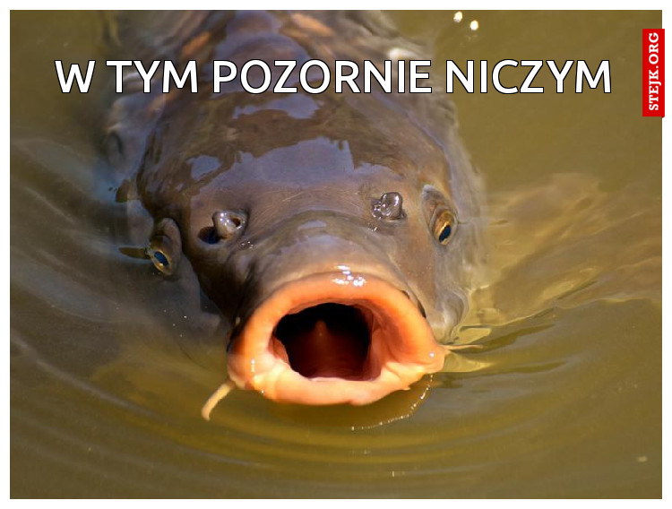 W tym pozornie niczym