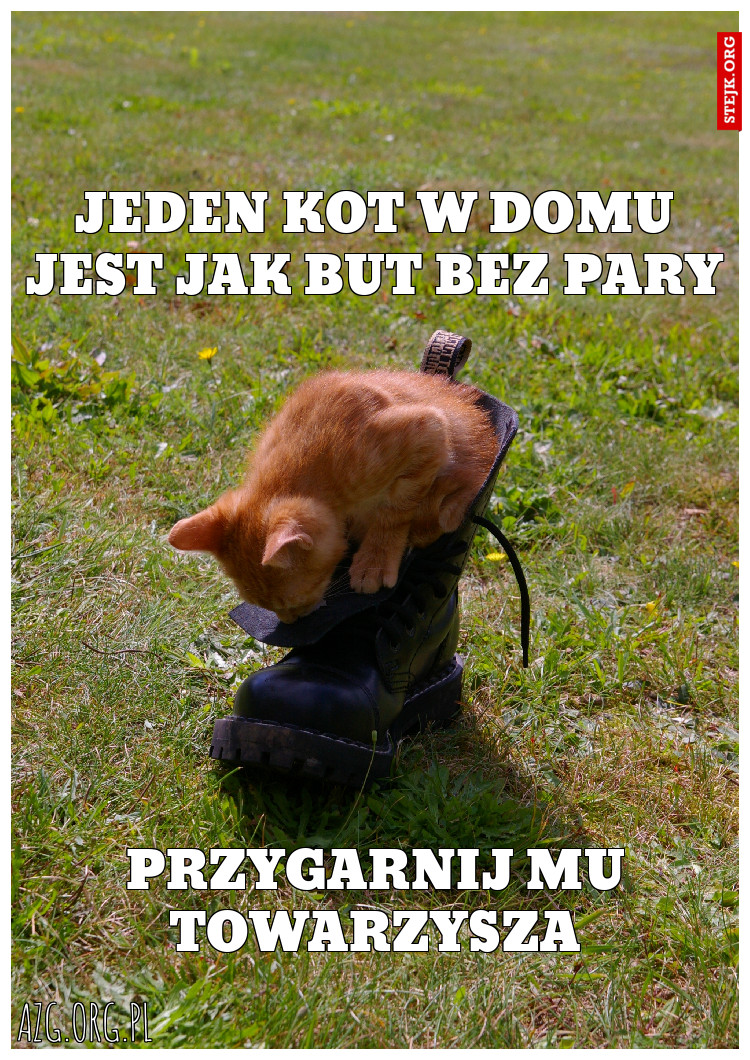 jeden kot w domu jest jak but bez pary