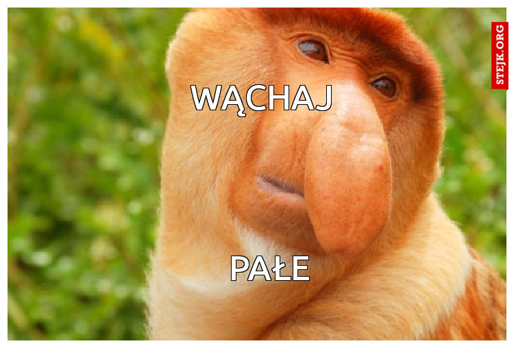WĄCHAJ