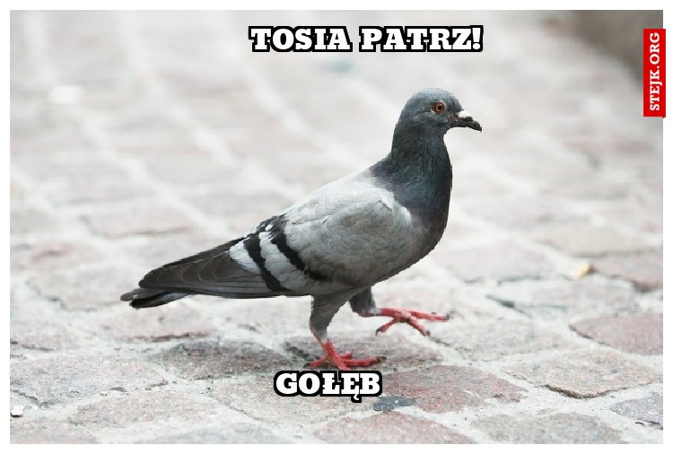 TOSIA PATRZ!