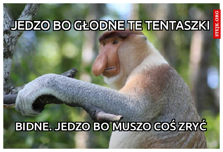 jedzo bo głodne te tentaszki
