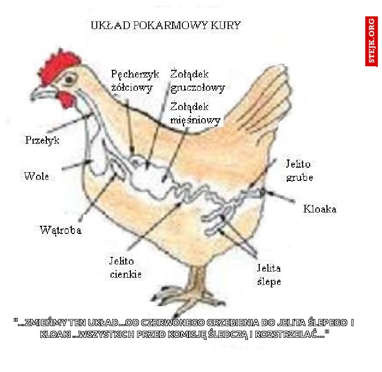 "...zmieńmy ten układ...od czerwonego grzebienia do jelita ślepego  i kloaki...wszystkich przed komisję śledczą i rozstrzelać..."