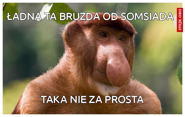 ładna ta bruzda od somsiada