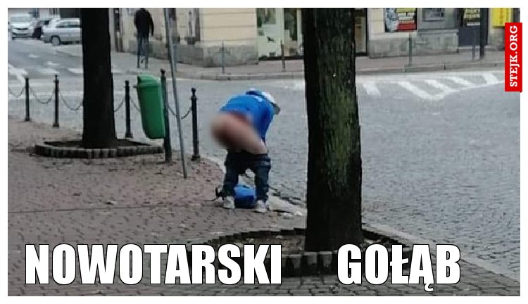 nowotarski      gołąb
