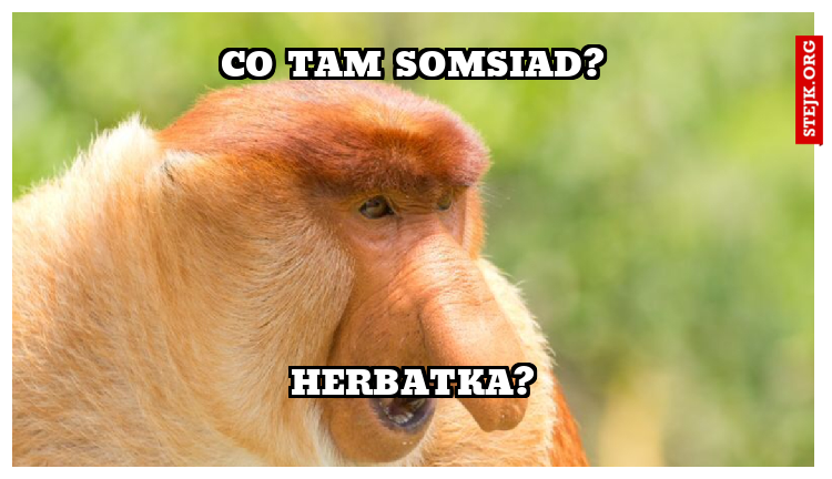Co tam somsiad?
