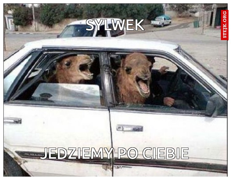 SYLWEK 