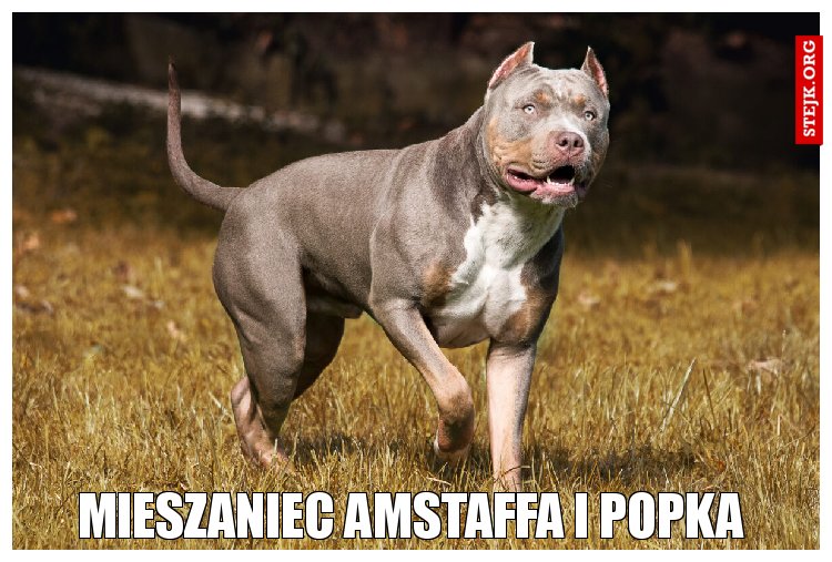 Mieszaniec amstaffa i popka