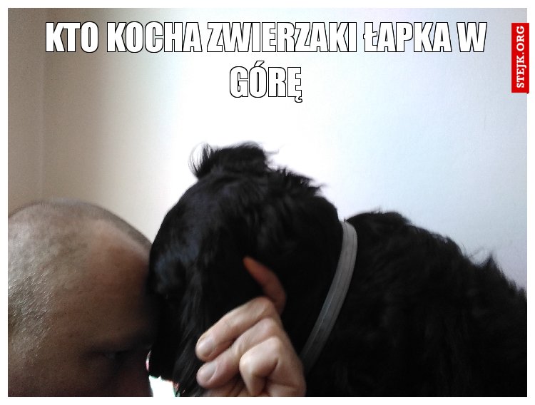 Kto kocha zwierzaki łapka w górę