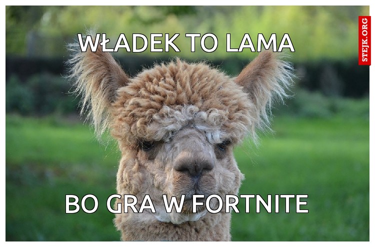 Władek to lama