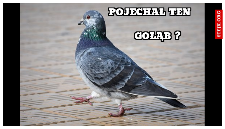Pojechał ten