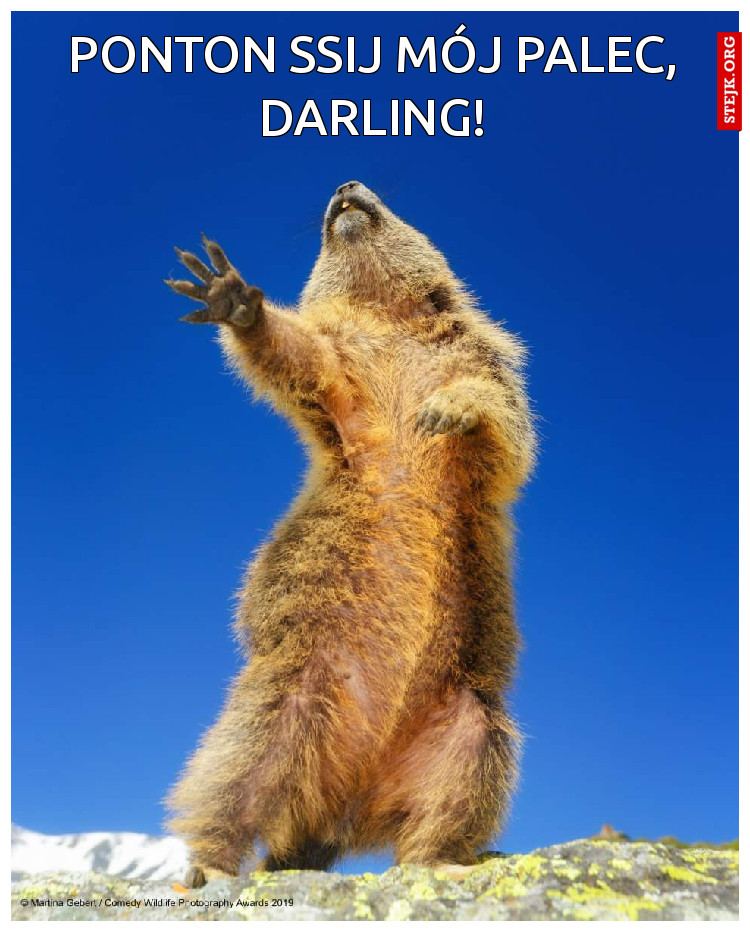 Ponton ssij mój palec, darling!