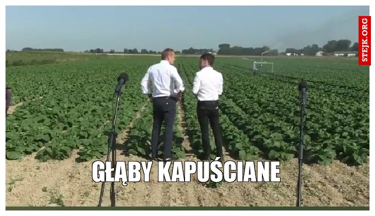 głąby kapuściane