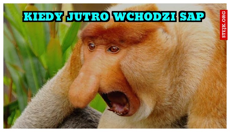 kiedy jutro wchodzi sap