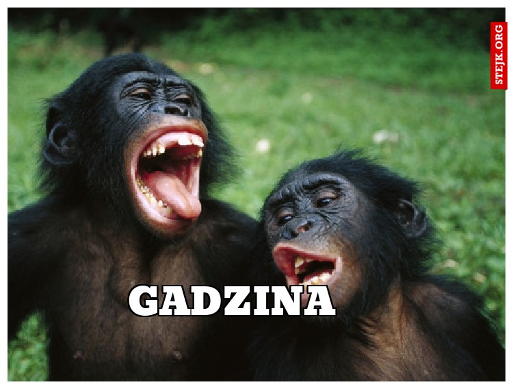 GADZINA