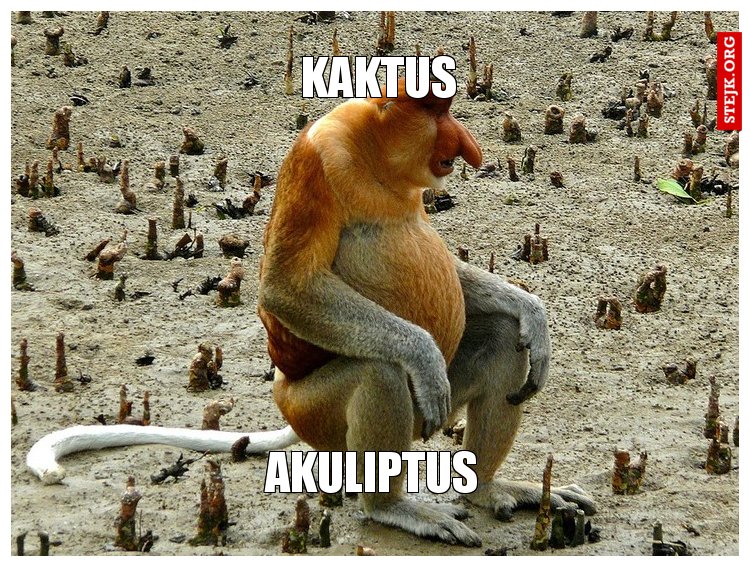 kaktus