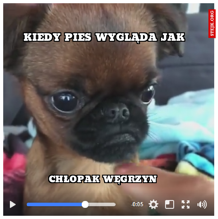Kiedy Pies wygląda jak