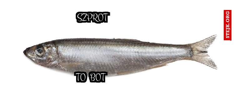 Szprot
