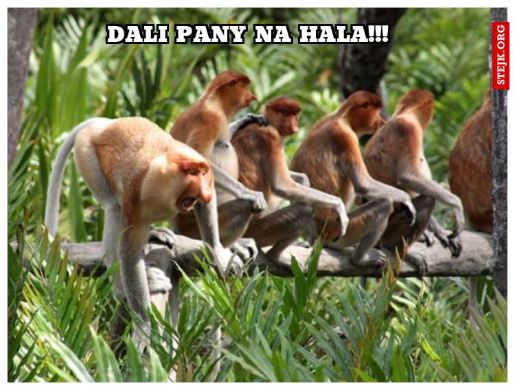 Dali pany na hala!!! 