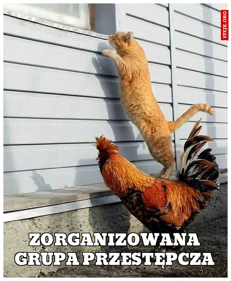 Zorganizowana grupa przestępcza