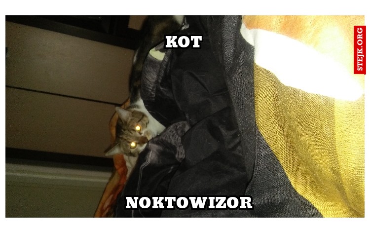 kot