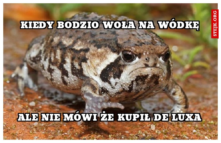 Kiedy bodzio woła na Wódkę