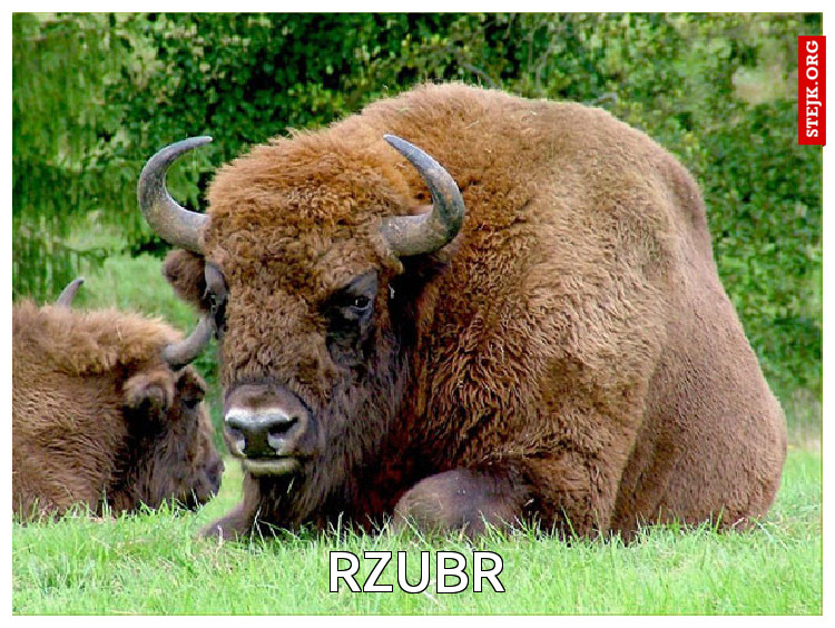 RZUBR