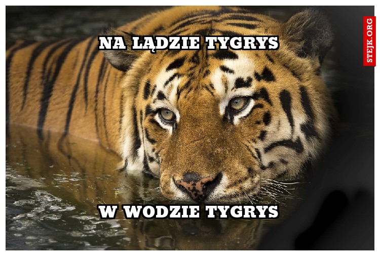 na lądzie tygrys
