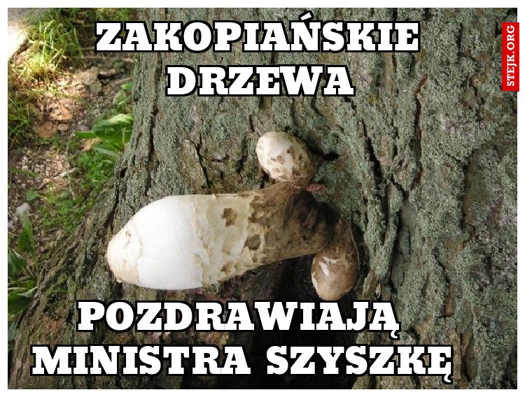 Zakopiańskie drzewa