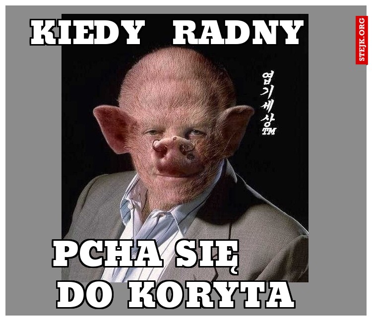 kiedy  radny
