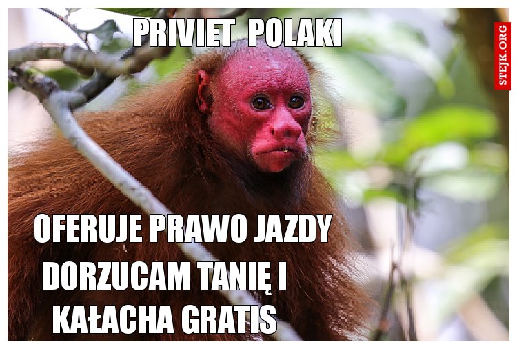 priviet  polaki