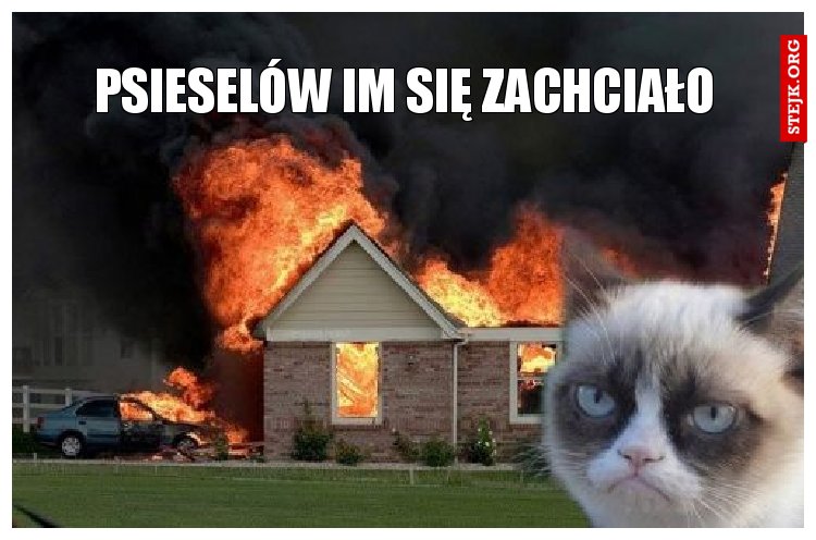 Psieselów im się zachciało