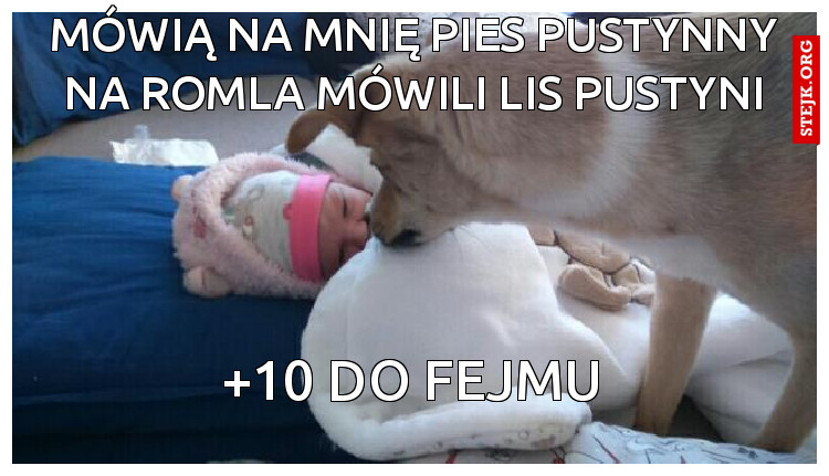 Mówią na mnię pies pustynny na romla mówili lis pustyni