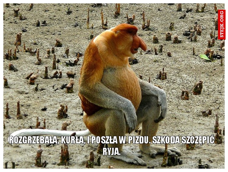 rozgrzebała, kurła, i poszła w pizdu. Szkoda Szczępić ryja.