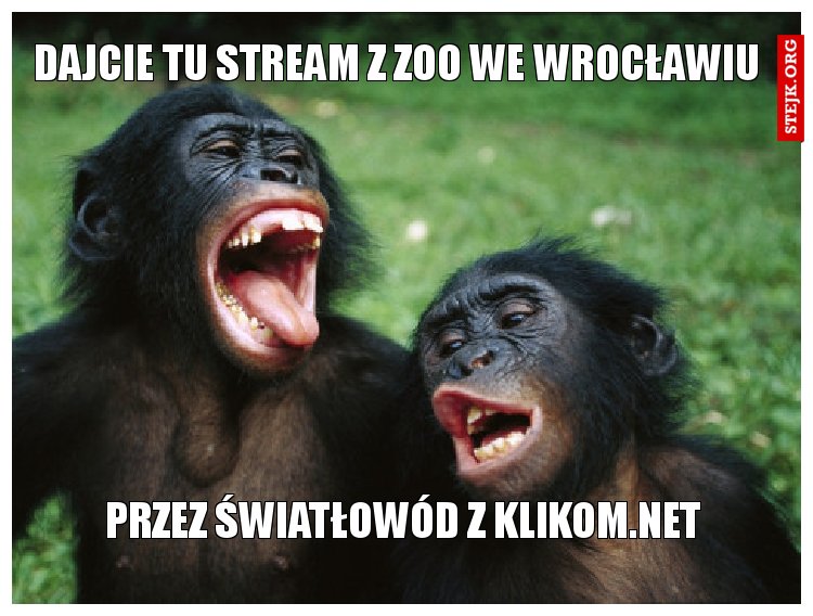 dajcie tu stream z zoo we wrocławiu