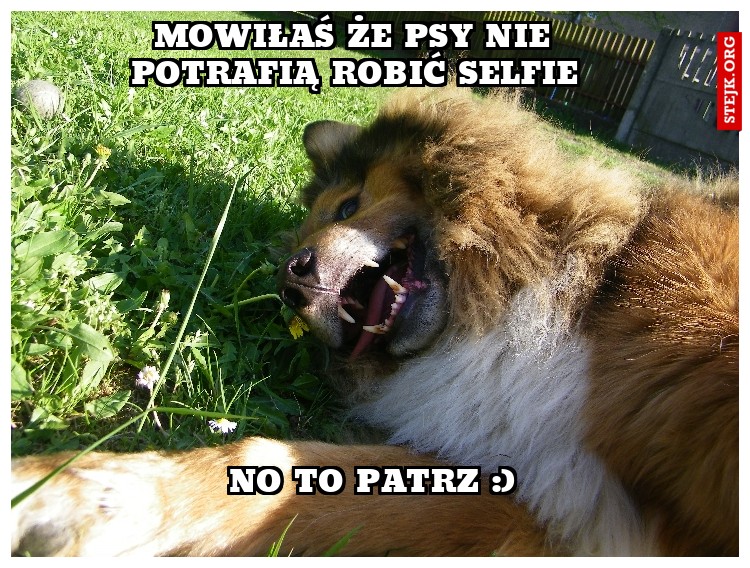 Mowiłaś że psy nie potrafią robić selfie