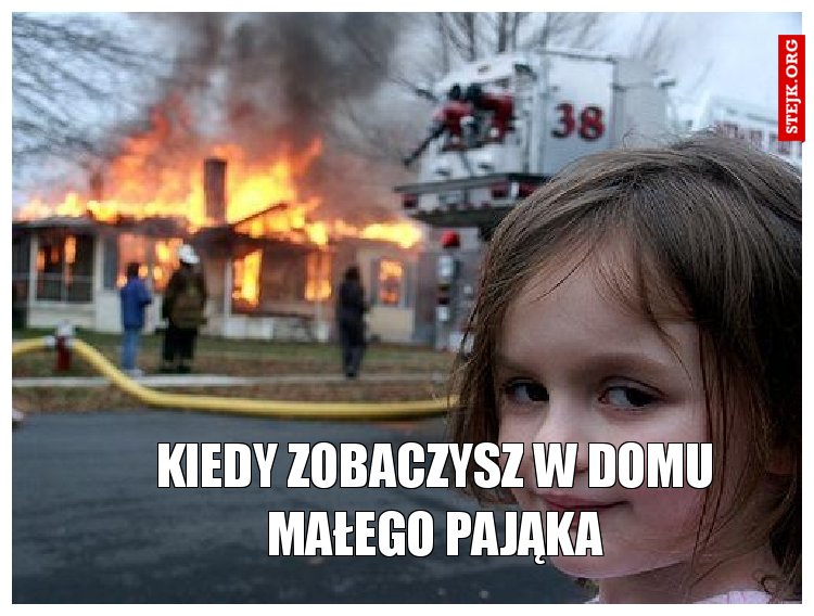 kiedy zobaczysz w domu małego pająka