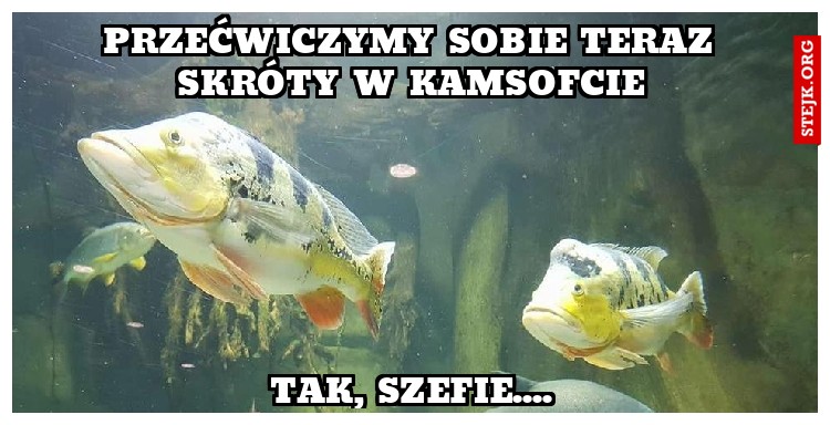 przećwiczymy sobie teraz skróty w kamsofcie