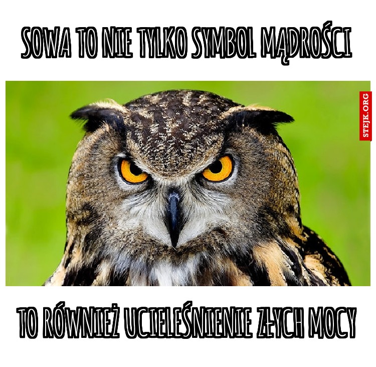 Sowa to nie tylko symbol mądrości