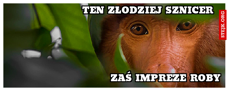 Ten złodziej sznicer