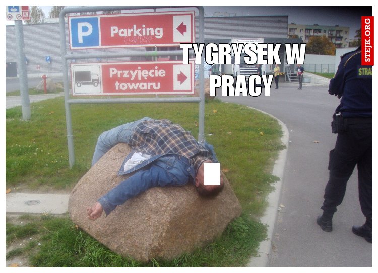 Tygrysek w pracy 