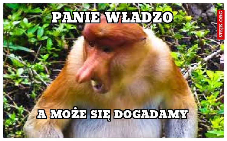 Panie władzo