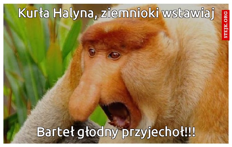 Kurła Halyna, ziemnioki wstawiaj