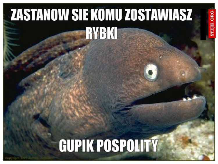 Zastanow sie komu zostawiasz rybki