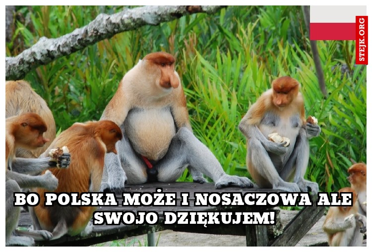 bo polska może i nosaczowa ale swojo dziękujem!