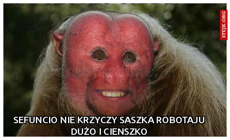 sefuncio nie krzyczy saszka robotaju dużo i cienszko