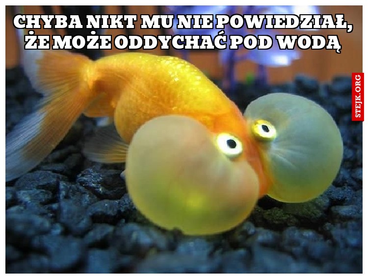 Chyba nikt mu nie powiedział, że może oddychać pod wodą