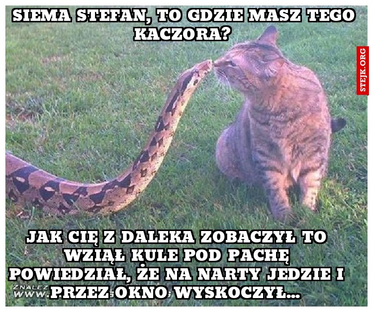 Siema Stefan, to gdzie masz tego Kaczora? 