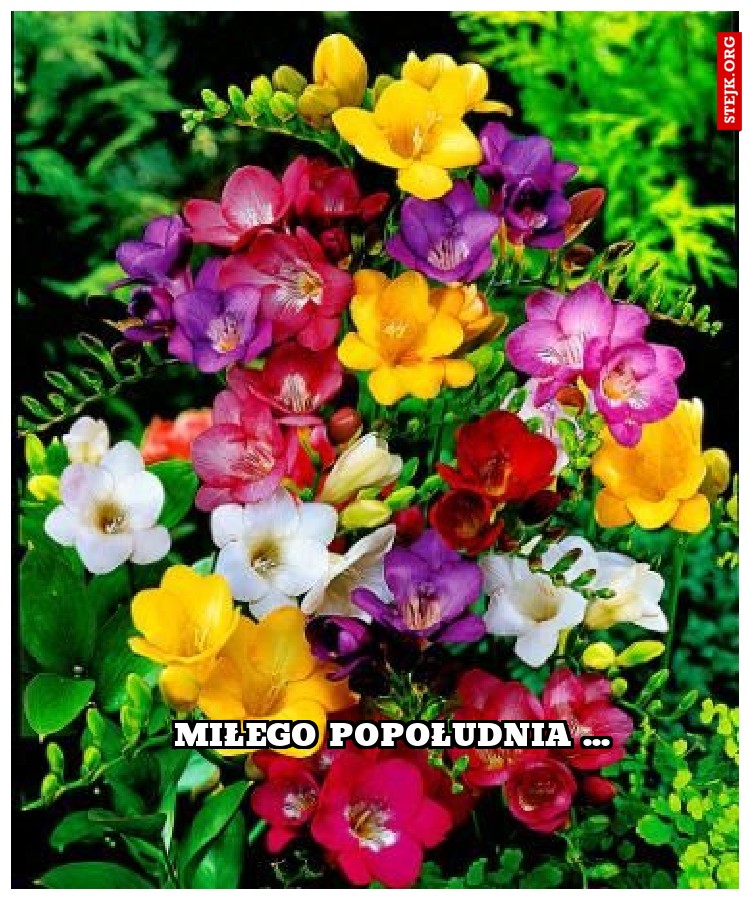 miłego popołudnia ...