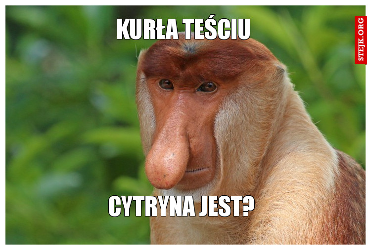 KURŁA TEŚCIU